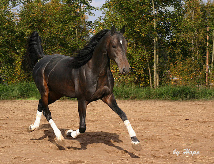 скакун - лошади, животные - оригинал
