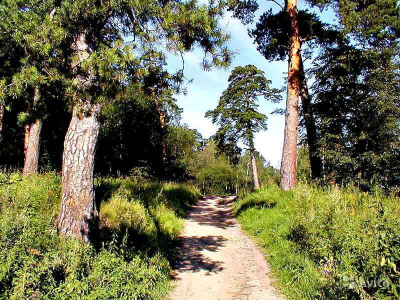 Лесная тропа - лес, природа. тропа. сосны, пейзаж - оригинал