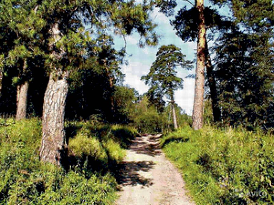 Лесная тропа - пейзаж, лес, природа. тропа. сосны - предпросмотр