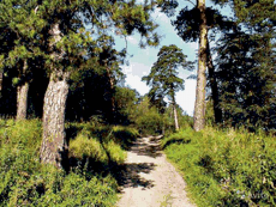 Лесная тропа - пейзаж. природа. тропа, сосны - предпросмотр