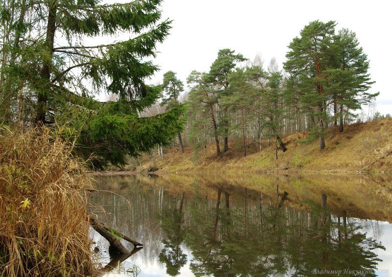 сосны на берегу реки - оригинал