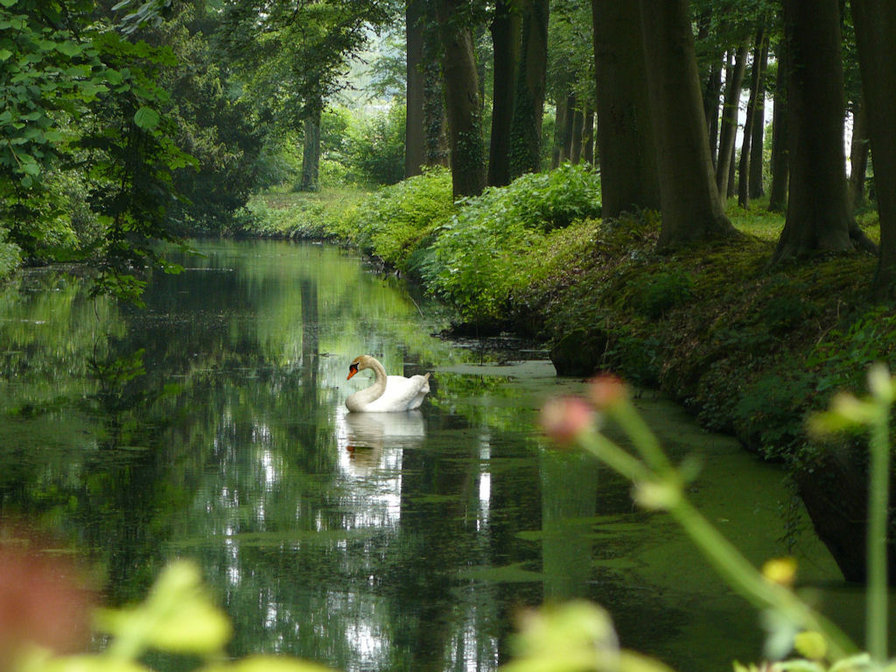 одинокий лебедь - пейзаж. природа. озеро, лебеддь - оригинал