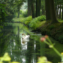Схема вышивки «одинокий лебедь»