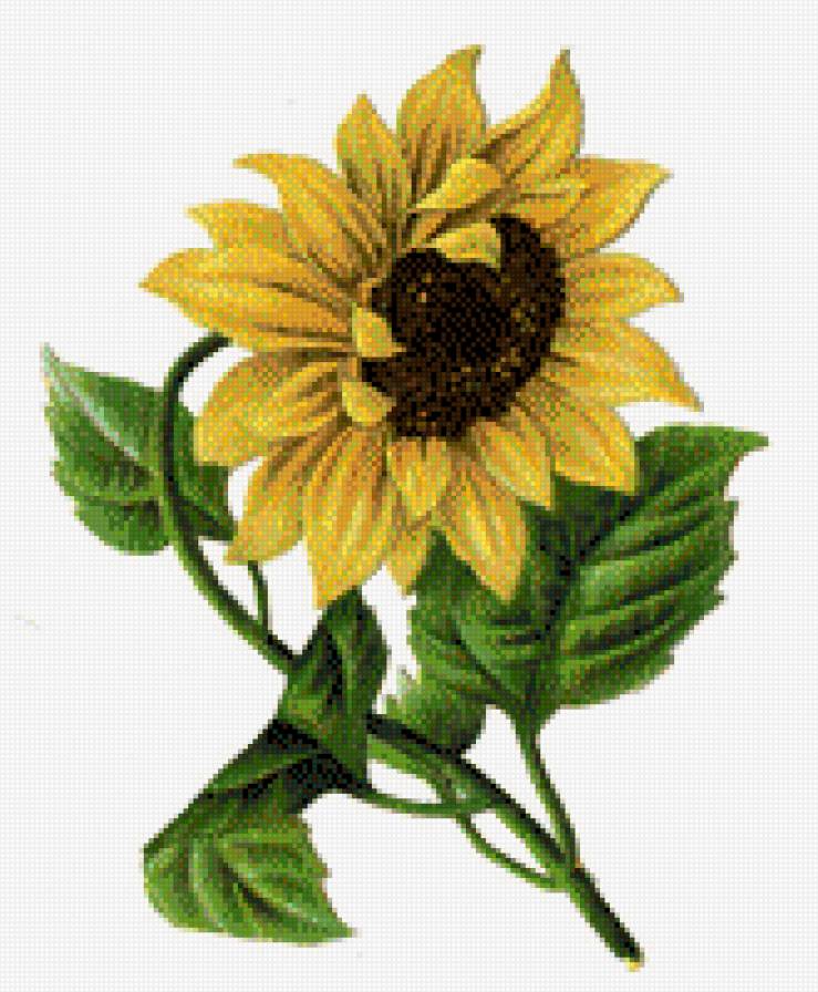 Sunflower - предпросмотр