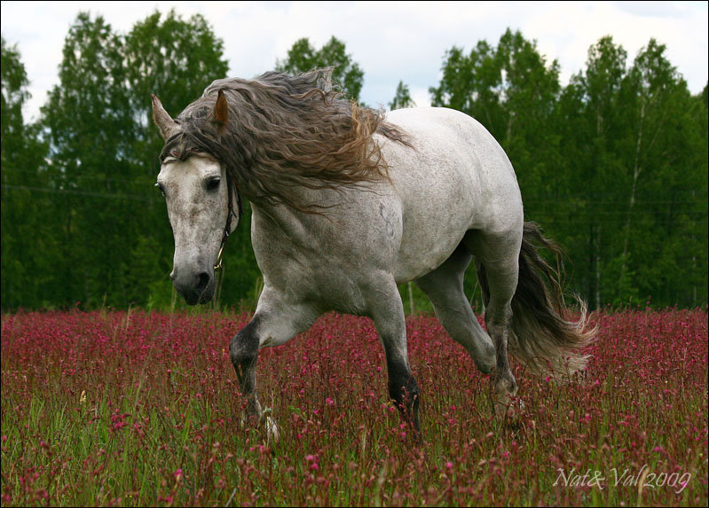 лошадь - животные - оригинал