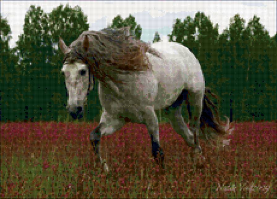 лошадь - животные - предпросмотр