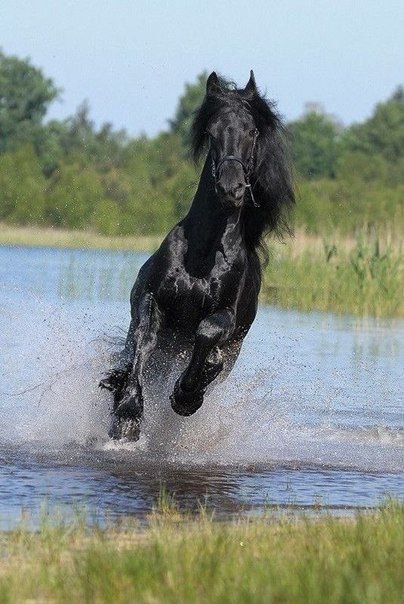 скакун - лошади - оригинал