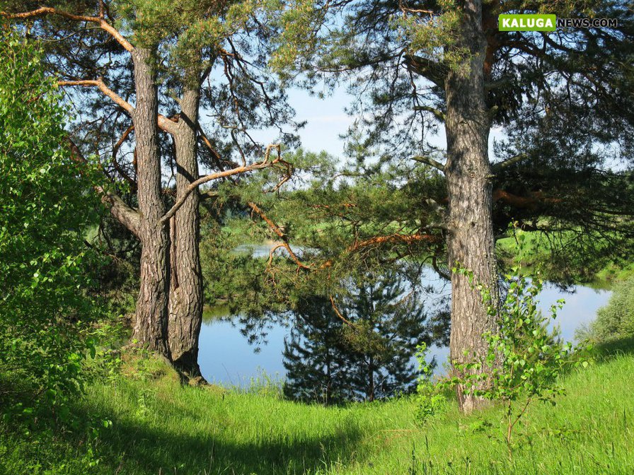 сосны на берегу реки - пейзаж, прирожда. сосны, река - оригинал