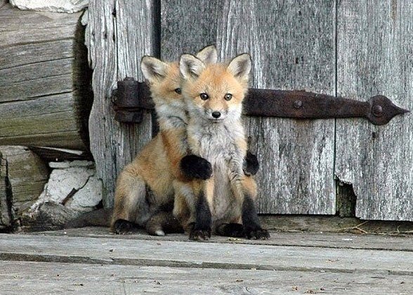 Лисички - природа, лисы, животные - оригинал