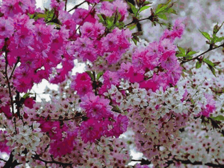 сакура и вишня - сакура, цветы, весна, вишня - предпросмотр