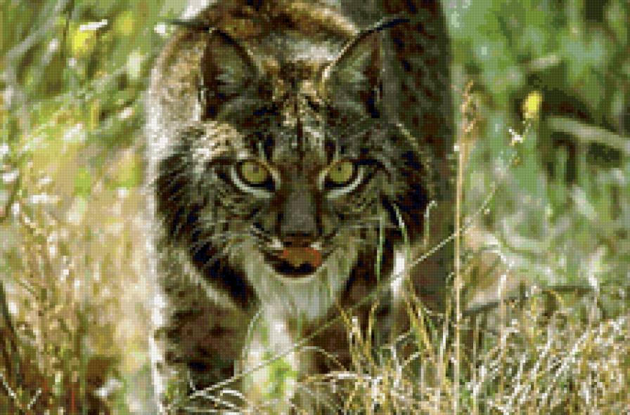 рысь - животные - предпросмотр