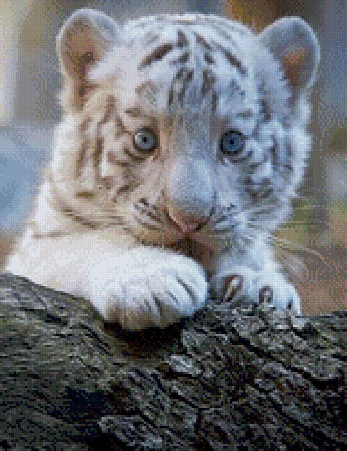 котик - предпросмотр