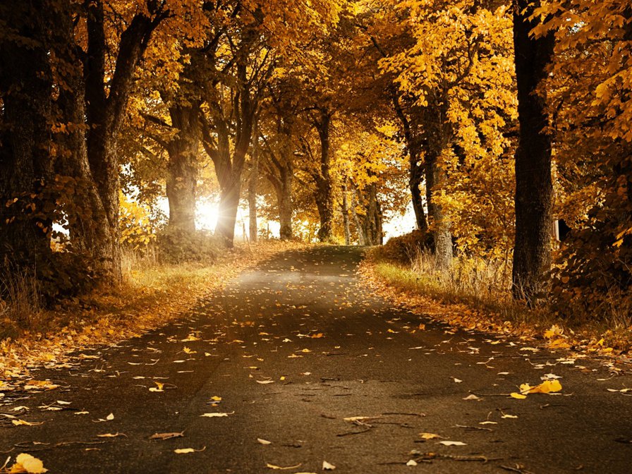 дорога в осень - деревья, дорога, листья, лсень - оригинал