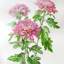 Схема вышивки «хризантемы»