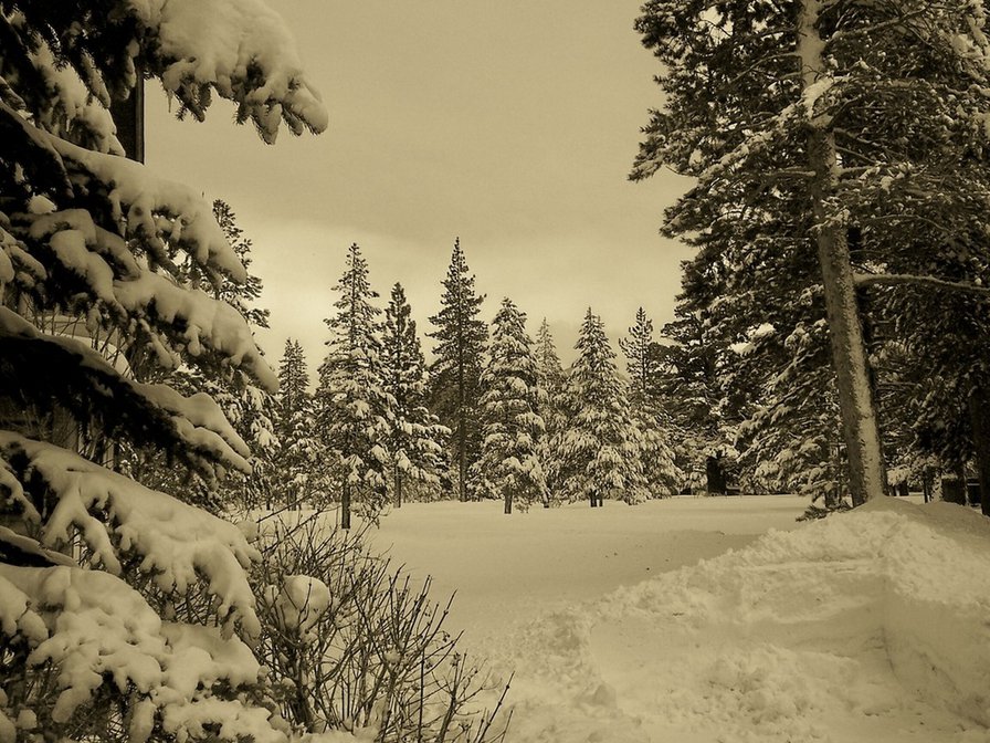зимний лес - лес, зима, деревья, снег - оригинал