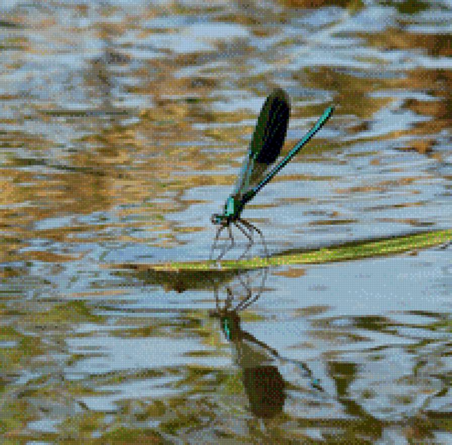 стрекоза- красавка - стрекоза, вода, отражение - предпросмотр