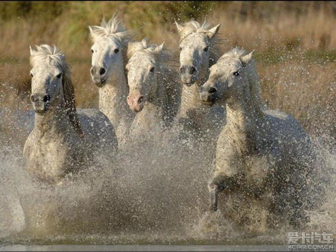 Лошади 2 - оригинал