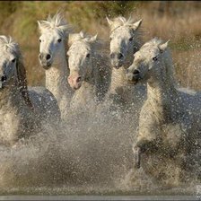 Схема вышивки «Лошади 2»