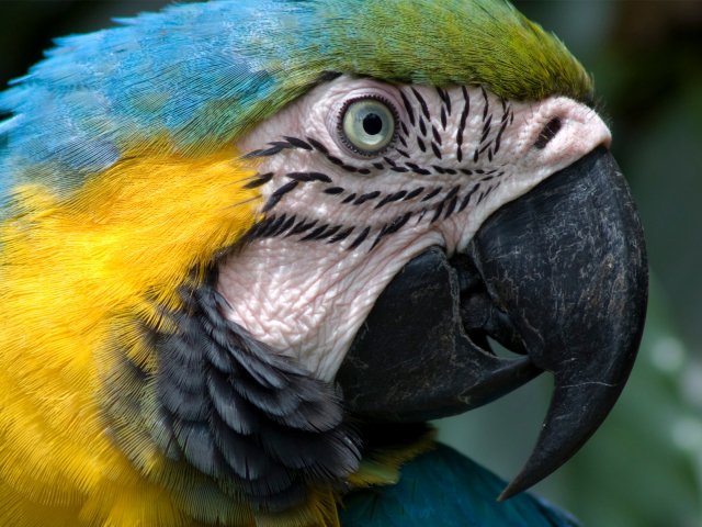 попугай - оригинал