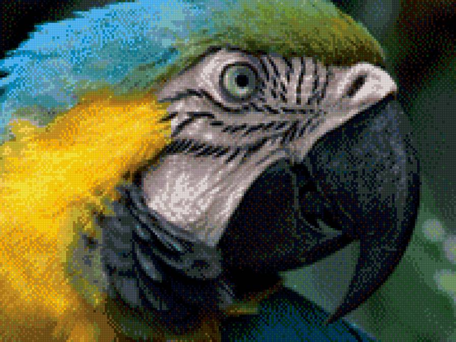 попугай - предпросмотр