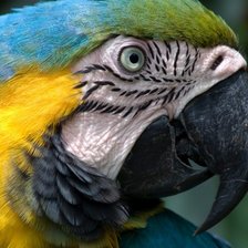 Схема вышивки «попугай»