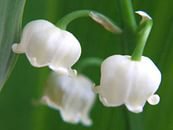 ландыши - цветы, ландыши, весна - оригинал