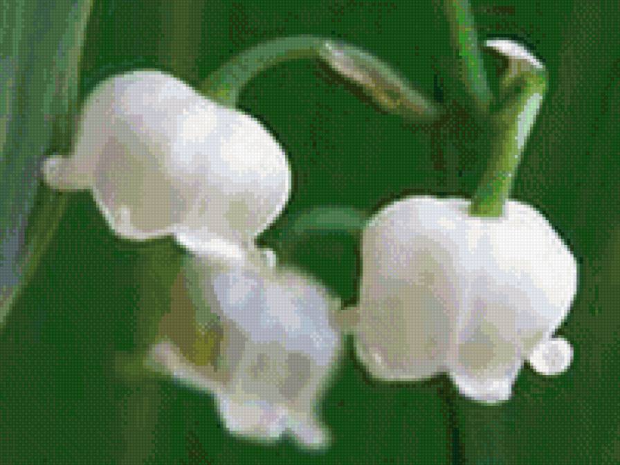 ландыши - ландыши, цветы, весна - предпросмотр