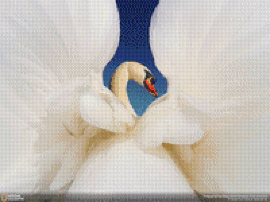 лебедь2 - птица, крылья, лебедь - предпросмотр