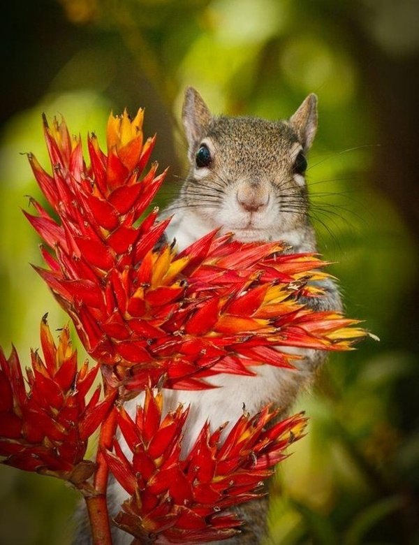 белочка - животные - оригинал