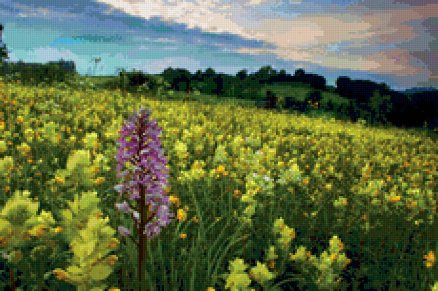 луг - природа, пейзаж, луг, цветы - предпросмотр