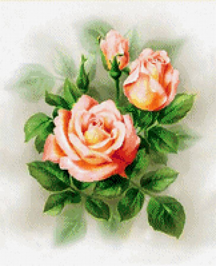 Нежные розы - акварель, розы, природа, цветы - предпросмотр