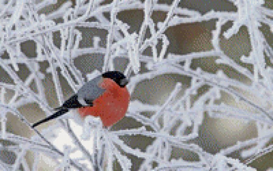 снегирь - зима, птицы - предпросмотр