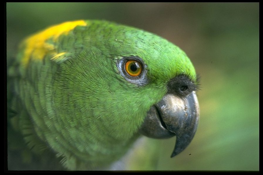 попугай - оригинал