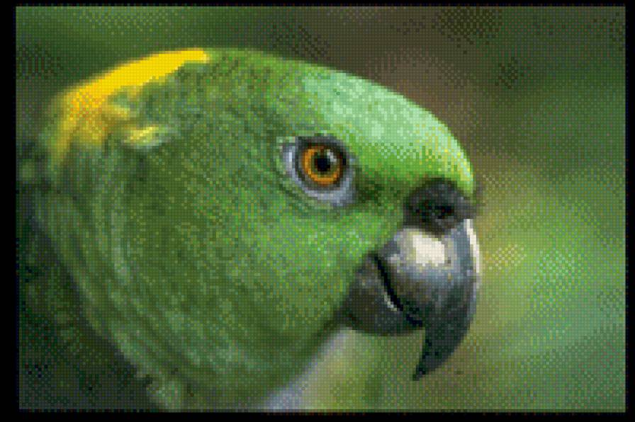 попугай - предпросмотр
