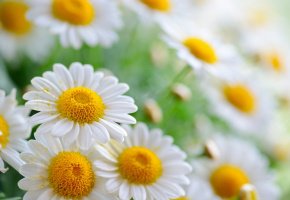 Ромашки - цветы - оригинал