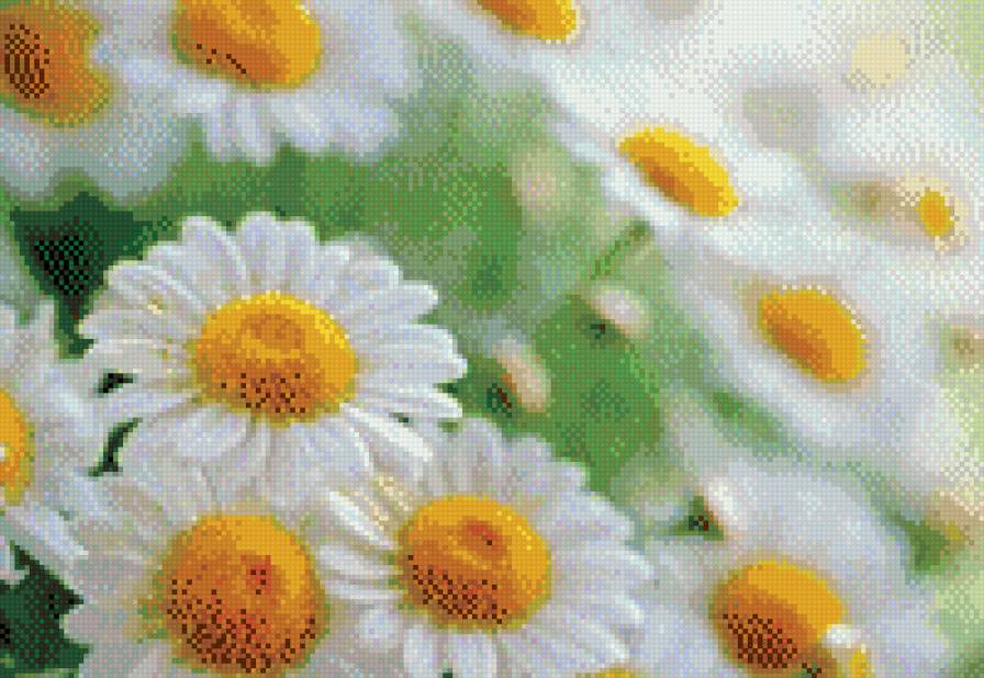 Ромашки - цветы - предпросмотр