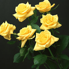 Схема вышивки «розы»