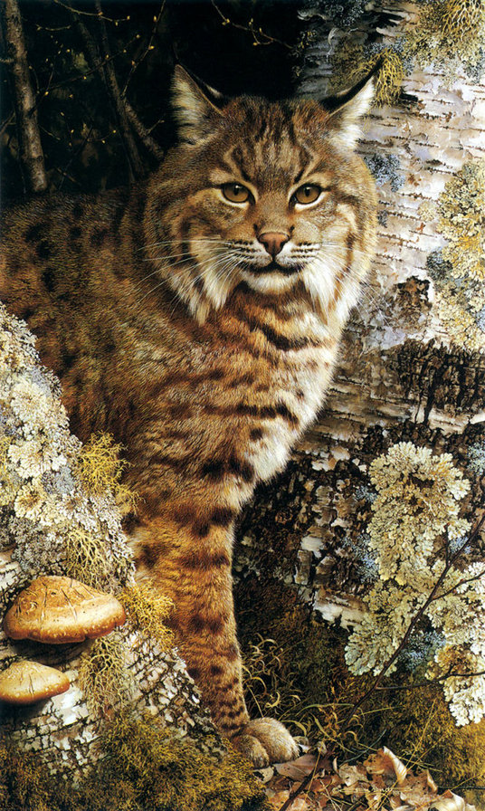 Рысь - животные, кошки - оригинал