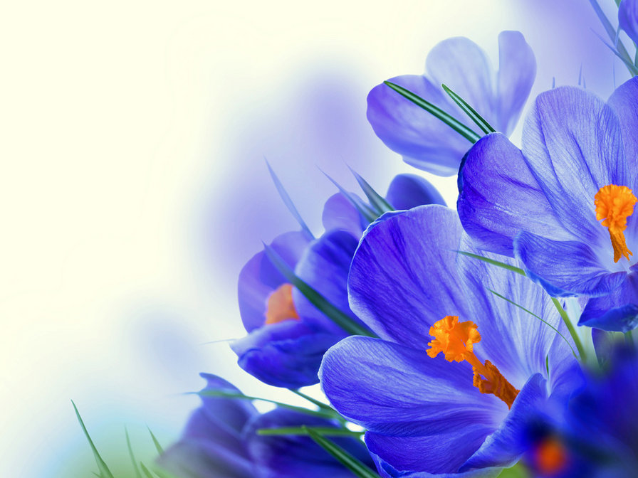 Крокус - цветы - оригинал