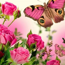 Розы и бабочки