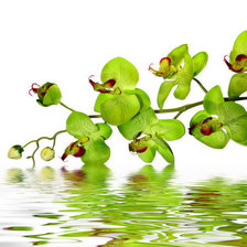 зеленая орхидея