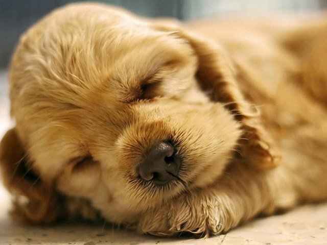 Наша РИККИ - животные, щенки - оригинал