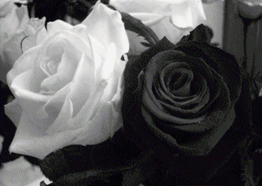 Розы - розы - предпросмотр