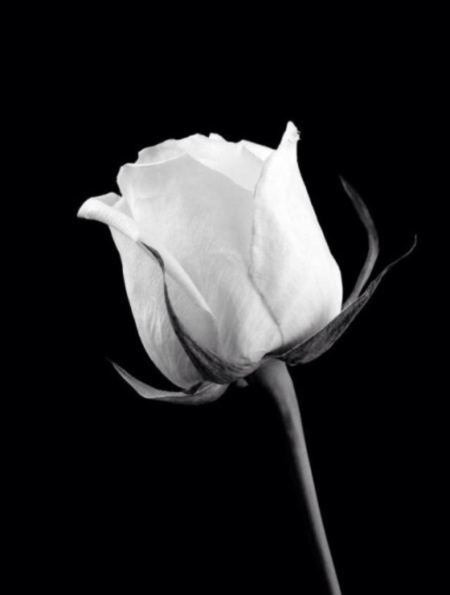 Роза - роза - оригинал