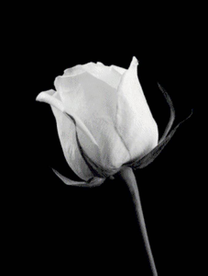 Роза - роза - предпросмотр