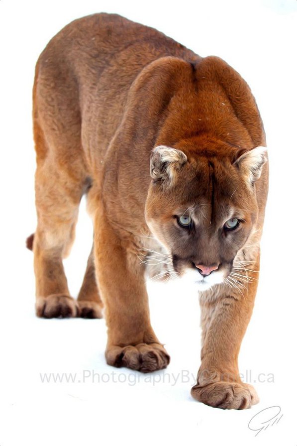 №901033 - оригинал