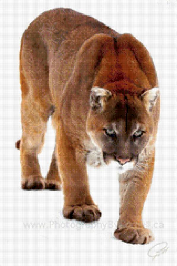 №901033 - предпросмотр