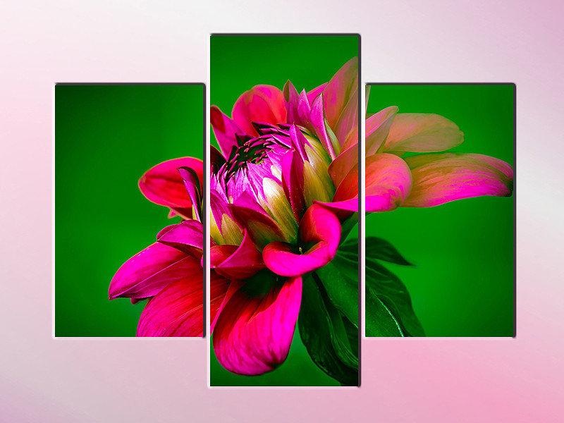 триптих- георгин - георгин, триптих, цветок - оригинал