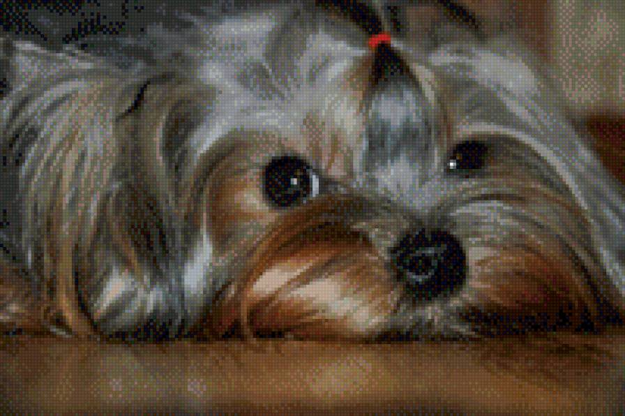 пипа - предпросмотр