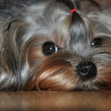 Схема вышивки «пипа»